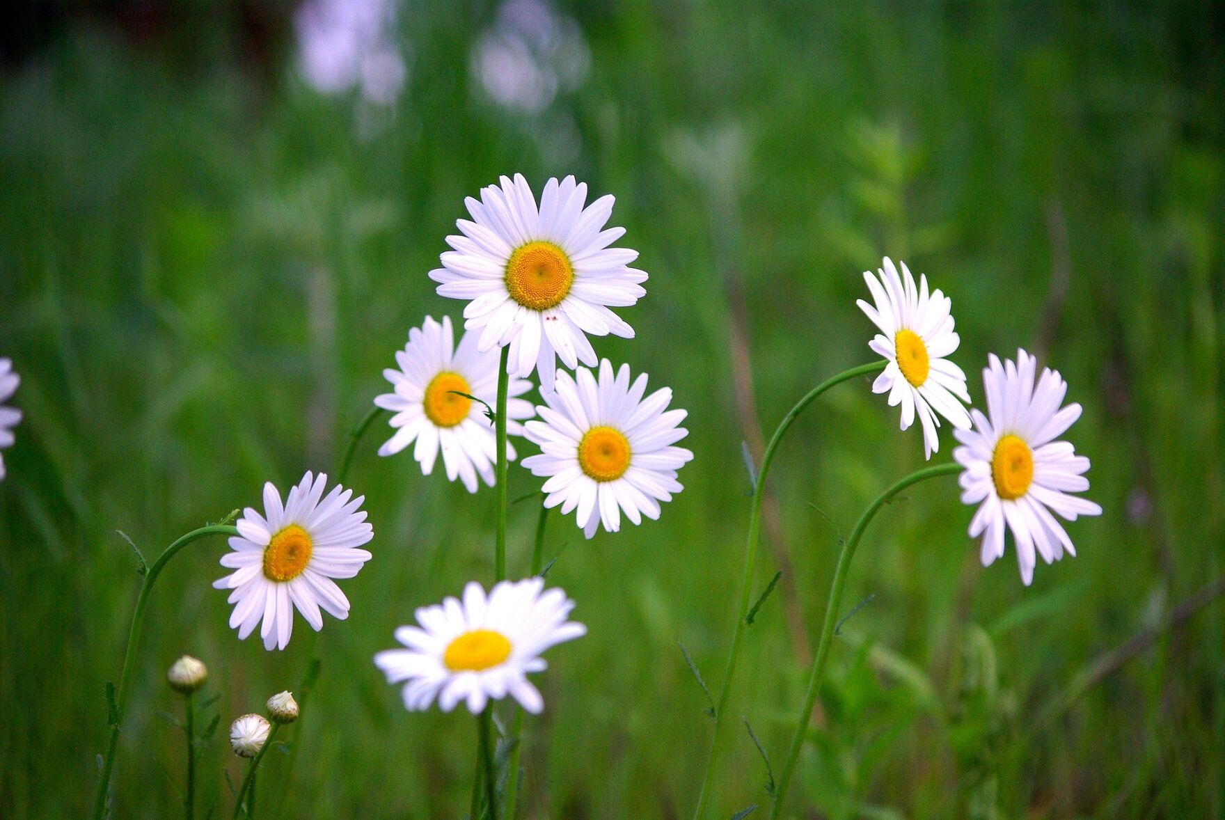 Shasta daisy
